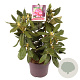 Rhododendron 'Nova Zembla' 30-40 cm 4,0L