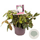 Rhododendron (Y) 'Schneekrone' 25-30 cm 5,0L