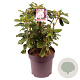 Rhododendron 'Scintillation' 50-60 cm 13L