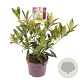 Skimmia confusa 'Kew Green' 30-40 cm 3,0L