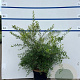Spiraea cinerea 'Grefsheim' 60-80 cm 7,5L