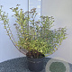 Spiraea jap. 'Little Princess' 40-50 cm 5,0L