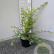 Symphoricarpos ch. 'Hancock' 30-40 cm 2,0L