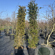 Taxus baccata 200-225 cm 50L