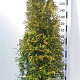 Thuja occ. 'Brabant' 150-175 cm 20L