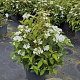 Viburnum plic. 'Watanabe' 50-60 cm 10L