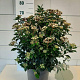 Viburnum tinus 40-45 cm 10L