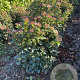 Viburnum tinus 60-80 cm met kluit