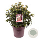 Viburnum tin. 'Eve Price' 45-50 cm 10L