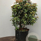 Viburnum tin. 'Eve Price' 50-60 cm 13L