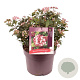Viburnum tin. 'Gwenllian' 25-30 cm 7,5L