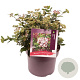 Viburnum tin. Spirit 25-30 cm 7,5L