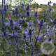 Eryngium zabelii 'Big Blue' GM P9