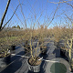Zelkova serrata 175-200 cm cont. 150L meerstammig