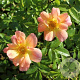 Rosa (H) Bienenweide Apricot AA. kwaliteit wortelgoed