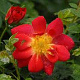 Rosa (H) Bienenweide Hellrot AA. kwaliteit wortelgoed