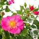 Rosa (M) Bienenweide Rosa AA. kwaliteit wortelgoed