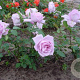 Rosa (T) Blue Moon AA. kwaliteit wortelgoed