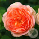 Rosa (F) Coral Lions-Rose AA. kwaliteit wortelgoed