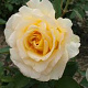 Rosa (T) Golden Silk AA. kwaliteit wortelgoed