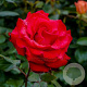 Rosa (T) Grande Amore 90 cm stam 7L