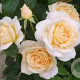 Rosa Lion's Rose A kwaliteit wortelgoed vanaf 2 tak