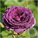 Rosa (F) Minerva A kwaliteit wortelgoed 90-100 cm stam