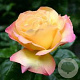 Rosa (T) 'Peace' AA. kwaliteit wortelgoed