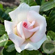 Rosa (T) Prince Jardinier AA. kwaliteit wortelgoed