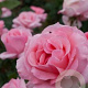 Rosa (F) 'Queen Elizabeth' 90 cm stam 7L