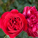 Rosa (F) Red Eden Rose A kwaliteit wortelgoed vanaf 2 tak