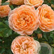 Rosa (F) Sweet Dream AA. kwaliteit wortelgoed