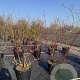 Cornus alba 'Sibirica' 125-150 cm 50L