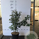 Elaeagnus ebbingei 60-80 cm 7,5L