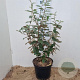 Elaeagnus ebbingei 60-80 cm 7,5L