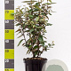 Elaeagnus ebbingei 60-80 cm 7,5L