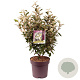 Elaeagnus ebb. 'Compacta' 80-90 cm 13L