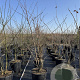 Prunus yedoensis 200-250 cm 50L meerstammig