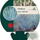Festuca glauca 'Elijah Blue' GM P9