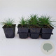 Festuca glauca 'Elijah Blue' GM P9