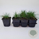 Festuca glauca 'Elijah Blue' GM P9