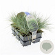 Festuca glauca 'Elijah Blue' GM sixpack
