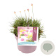 Armeria mar. 'Abbey Deep Rose' GM 2,0L