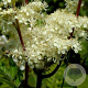 Filipendula ulmaria GM P9