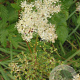 Filipendula ulmaria GM P9