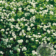 Galium odoratum GM P9