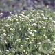 Galium odoratum GM P9