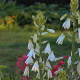 Galtonia candicans GM P9