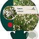 Gaura lindheimeri GM P9