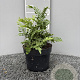 Polypodium vulg. 'Bifido Multifid.' GM 2,0L